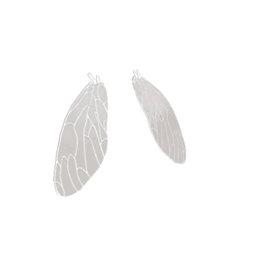 The Frontier Flyboy