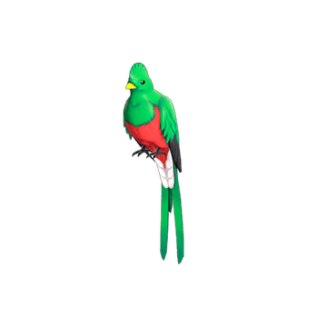 Quizzical Quetzal